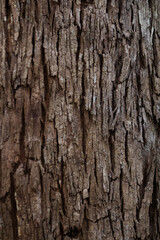 Obraz premium wood texture in high contrast and good resolution