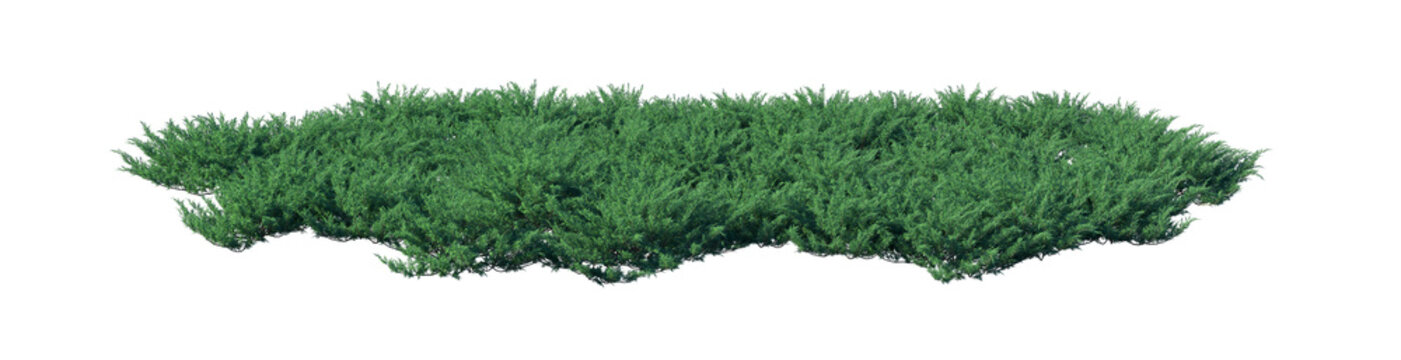 Juniperus sabina 'Blue Danube' clump (savin juniper, blue danube juniper) isolated PNG on a transparent background premium nature cutout