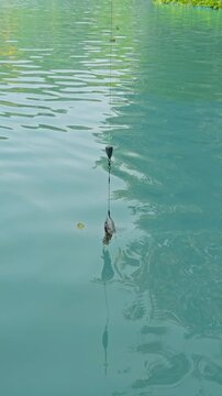 Vertical video. Close View of Fishing Rig with Baited Fish Head Suspended Over Water Surface Detailed Texture Predator Angling Technique