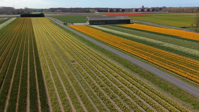 Aerial drone view of vibrant yellow and orange tulip fields in the Netherlands. Geometric flower rows, a farm building, and parking infrastructure in a Dutch spring landscape under a blue sky.