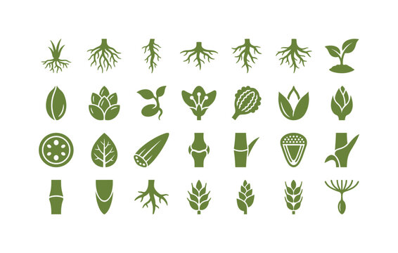 Meadow grass parts like roots seeds flowers and internal structures of field grasses adapted to open environments clean solid