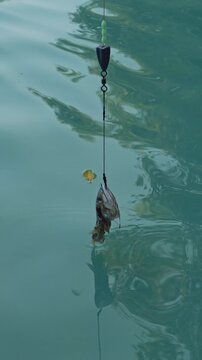 Vertical video. Extreme Close View of Fishing Sinker and Baited Fish Head on Line Above Water Surface Detailed Angling Equipment Predator Setup