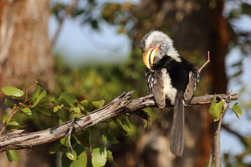 Rotringtoko oder Südlicher Gelbschnabeltoko / Southern yellow-billed hornbill / Tockus leucomelas © Ludwig