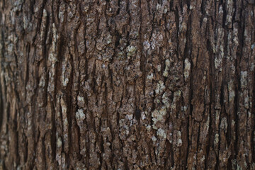 Naklejka premium wood texture in high contrast and good resolution