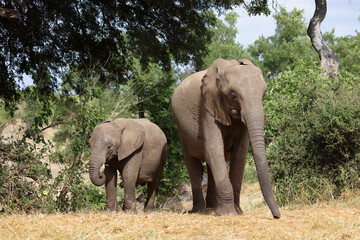 Fototapeta premium Afrikanischer Elefant / African elephant / Loxodonta africana
