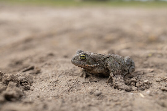 Natterjack toad (Epidalea calamita)