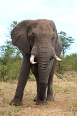 Obraz premium Afrikanischer Elefant / African elephant / Loxodonta africana