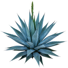 Fototapeta premium A close-up view of a vibrant blue agave plant with sharp pointed leaves