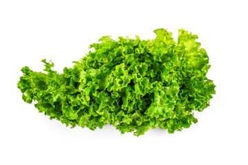 Fototapeta premium Lettuce leaf isolated on white background. 
