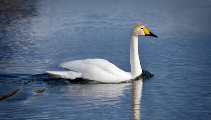 Fototapeta premium whooper swan swimming on calm water surface
