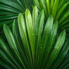 Vibrant Green Palm Leaves Covered in Water Droplets Lush Tropical Foliage Detail © Pure Imagination