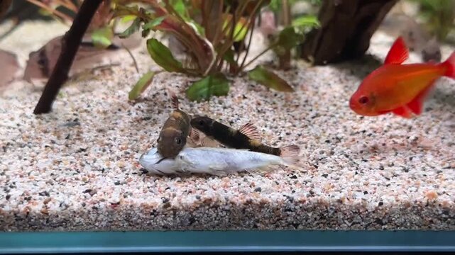 Fish feeding on carcass underwater natural ecosystem behavior