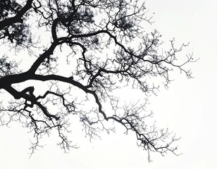 Fototapeta premium Dark Tree Branches Silhouetted Against a Bright White Sky