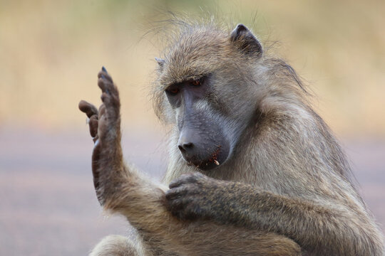 B&auml;renpavian / Chacma baboon / Papio ursinus
