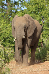 Fototapeta premium Afrikanischer Elefant / African elephant / Loxodonta africana