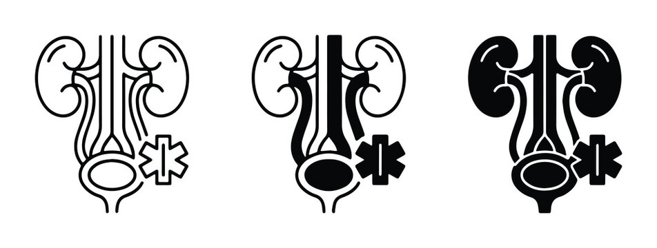 Human urinary system icons, anatomical kidney and bladder medical symbols, urology healthcare vector set in outline and solid styles