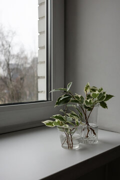 Branches of variegated plant in glass jars on windowsill. Propagation of Ficus Benjamin by cuttings. Houseplant care concept. Vertical banner and selective focus