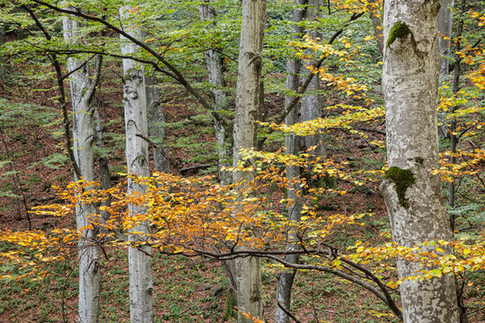 Eurasian Aspen trees in a Bulgarian forest.