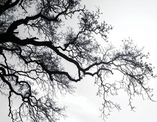 Fototapeta premium Black Silhouette Oak Tree Branches Against Bright White Sky Outdoor Nature