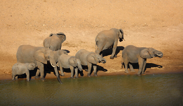Afrikanischer Elefant / African elephant / Loxodonta africana