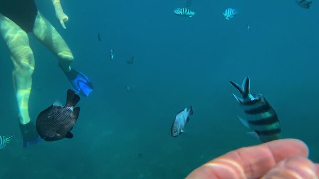 Underwater hand feeding small reef fish, snorkeler offers pellet, solitary striped fish inspects motion, tranquil turquoise water, coral seafloor visible, gentle interaction,Bali