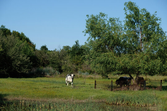 Green Texas summer field with cows far away in in farm landscape.