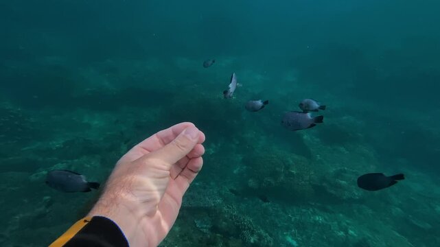 Underwater hand offering food to fish, wetsuit snorkeler extends palm as multiple tropical fish swarm, lively feeding frenzy over coral seabed, bubbles and motion, playful tourist,Bali