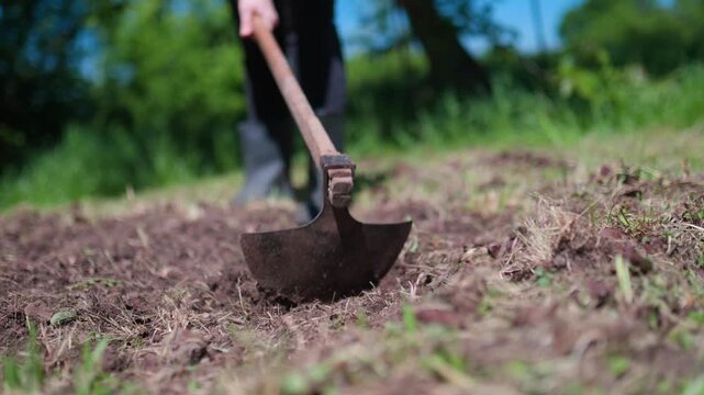 A close-up shot of a person using a traditional hoe to dig and prepare fertile garden soil for planting on a sunny day. Low angle, focus on the tool and earth.