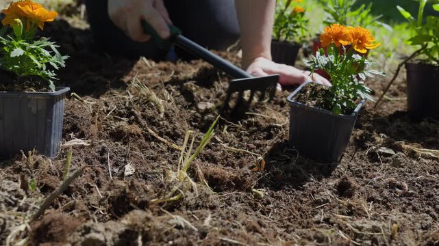Close-up of a gardener leveling fertile dark soil with a small hand rake and arranging marigold flower pots for transplanting in a sunny garden.
