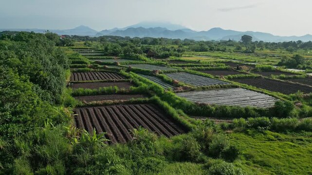 Aerial drone view of farmland plots revealing patchwork seedbeds, irrigation channels and lush hedgerows, distant mountains under soft morning light, calm rural atmosphere,Bali,Indonesia