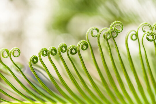 Row of unfurling fern fiddleheads creating repeating spiral pattern in soft light.