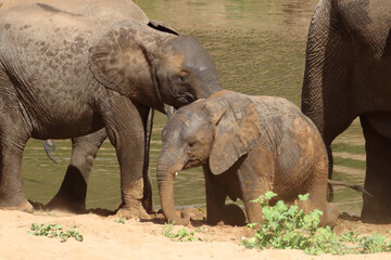 Fototapeta premium Afrikanischer Elefant / African elephant / Loxodonta africana