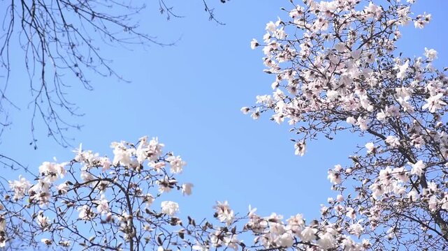 Magnolia flower with white petals blooming in spring garden, the branch sways in the wind, springtime floral natural background with magnoliaceae bloom, beautiful botanical nature landscape.