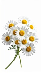 Obraz premium White Chamomile Flowers with Yellow Centers and Green Stems Isolated on White