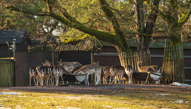 Herd of fallow deer Dama dama feeding in wildlife park.
