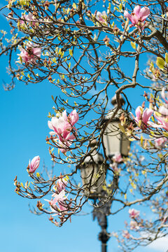 Branches of blooming magnolia against the backdrop of vintage street lamps