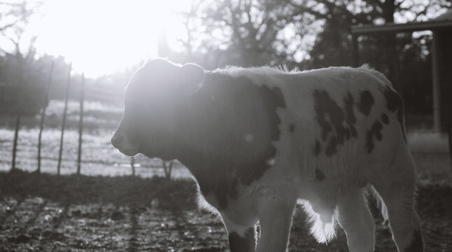 Spotted beef calf cow closeup during sunset on farm.