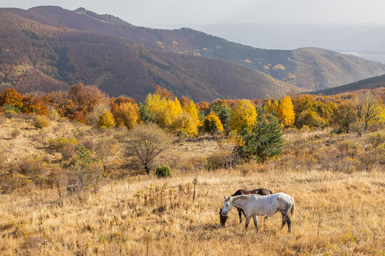 Horses and fall colors in the forest on Buzludzha Peak.