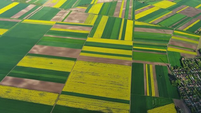 Aerial view of agricultural fields with yellow rapeseed oil crops and green plants. Geometric farm land from above, 4k