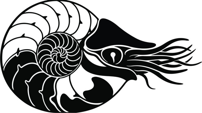 Black and white nautilus shell illustration, spiral seashell design, ocean creature, marine life, artistic illustration for decorative, educational, or design use