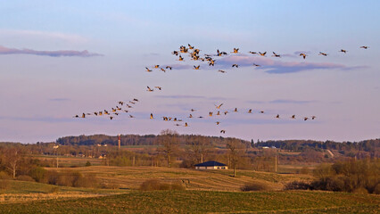 Fototapeta premium A large flock of cranes flies across the sky during sunset. Common crane or Eurasian crane (Grus grus), Eastern Lithuania.