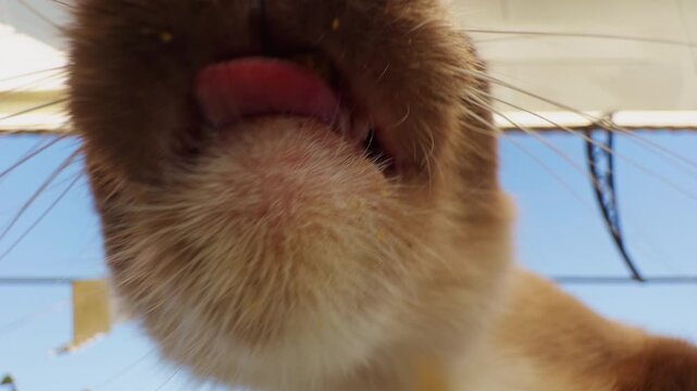 First Person Low Angle Close Up of Cat Licking Food With Tongue Extended Soft Focus And Motion Blur Playful Interaction Between Camera And Pet Feeding Scene