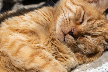 red cat sleeping © Fabrizio Fiorenzano