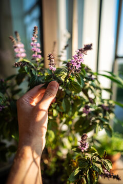 Man hand touching leaves of blooming thai Basil plant in pot on balcony. Cultivation homegrown aroma spicy herbs and vegetables, indoor gardening, sustainable living. Green hobby concept