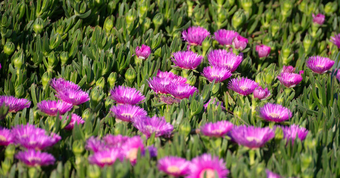 Pink flowers of Portulaca flowering on sandy beach