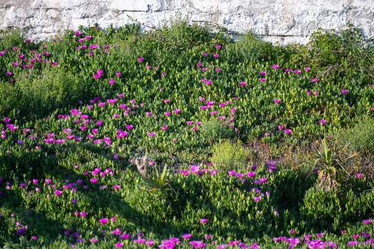 Pink flowers of Portulaca flowering on sandy beach