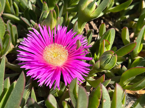 A detailed close-up shot of a bright magenta-pink Pigface or Sour Fig flower in full bloom. 