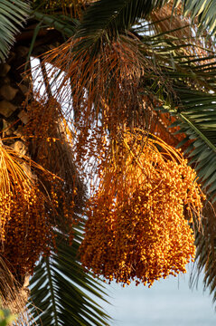 Young dates fruits cluster tightly on female Phoenix dactylifera palm
