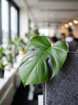 Green monstera leaf overlapping matte grey acoustic office divider soft natural light