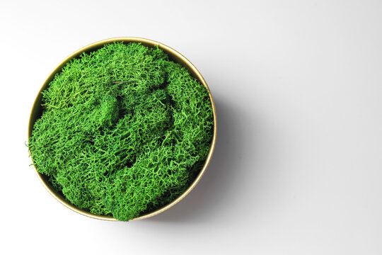 Green preserved moss in bowl on white background, top view. Space for text